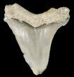 Serrated, Angustidens Tooth - Megalodon Ancestor #46832-1